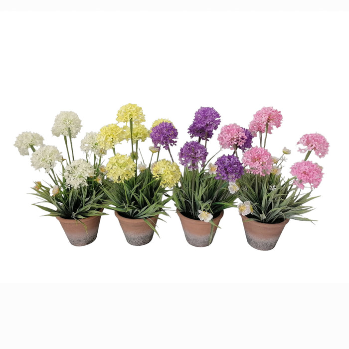 Wildflower with terracotta pot