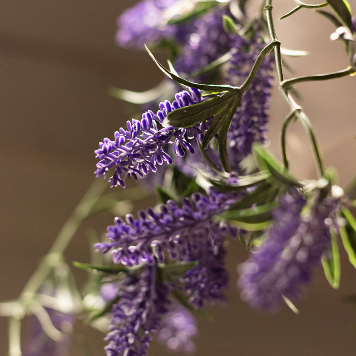 hanging lavender plant Hanging lavender plant with white pot