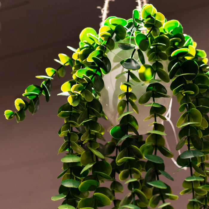 Hanging senecio plant with white pot