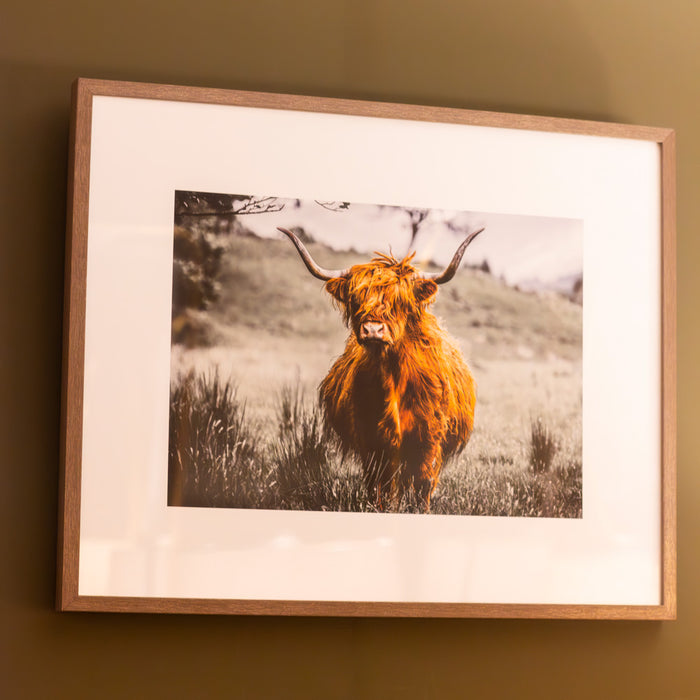 Framed print highland cow 40 x 50cm 2 asst