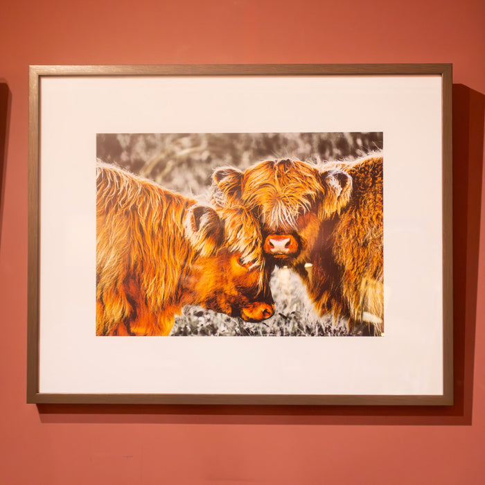 Framed print highland cow 40 x 50cm 2 asst