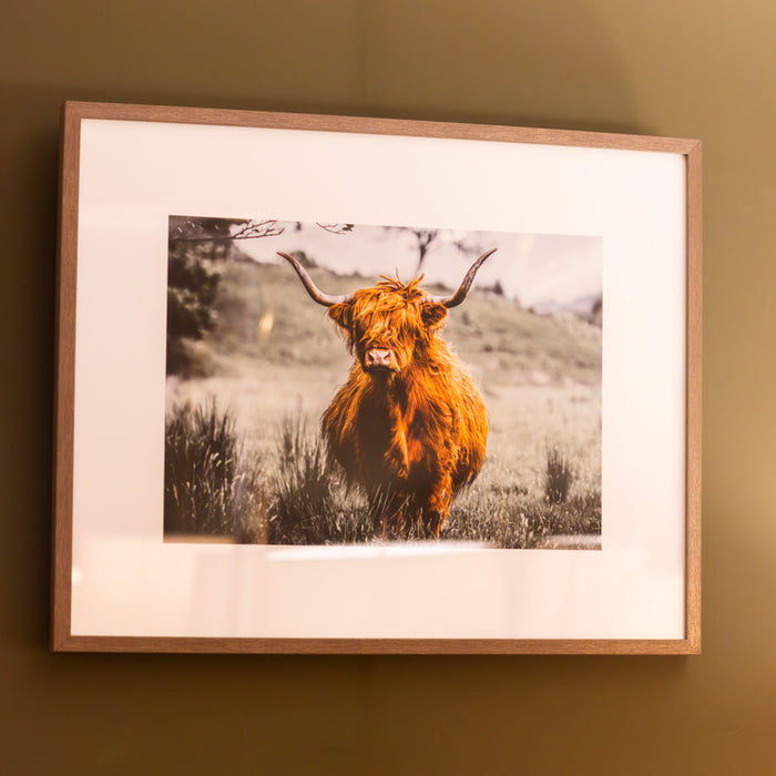 Framed print highland cow 40 x 50cm 2 asst