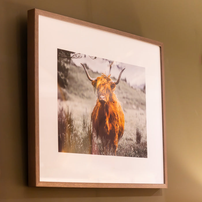 Framed print highland cow 40 x 50cm 2 asst