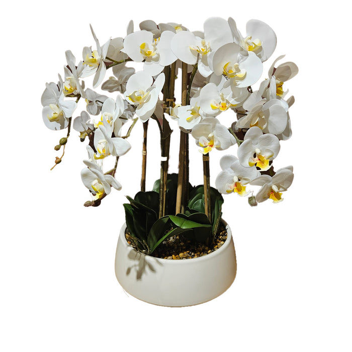 Potted orchid large white