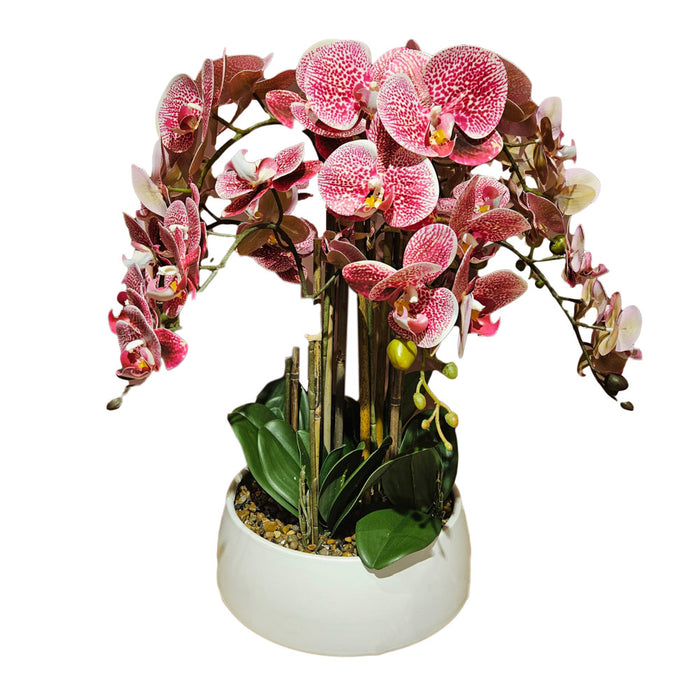 Potted orchid large pink