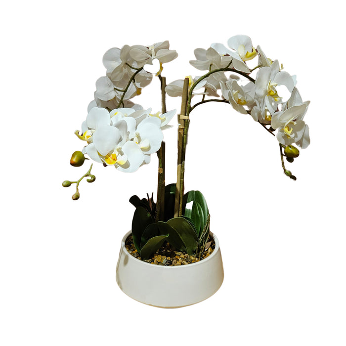 Potted orchid medium white