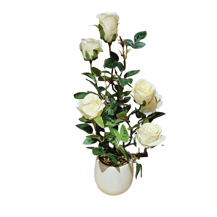 Potted rose plant white