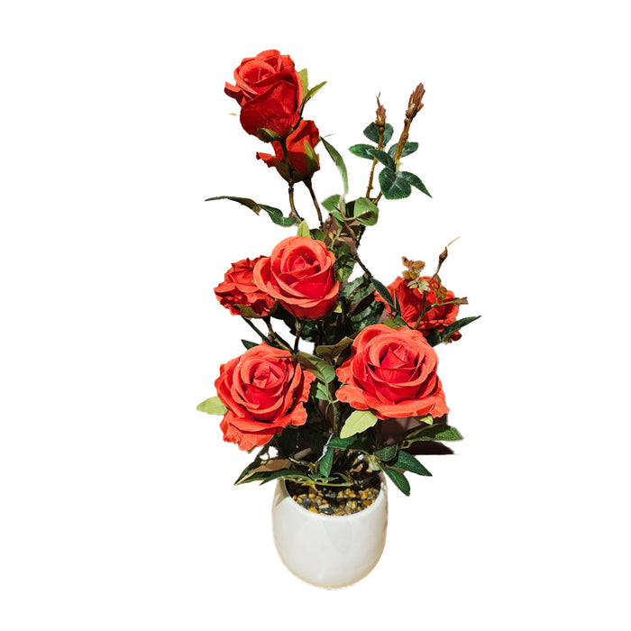 Potted rose plant red