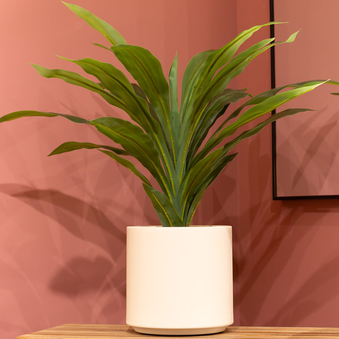 Dracaena with pot 65cm