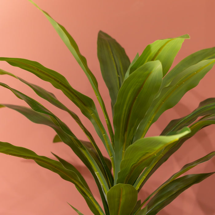 Dracaena with pot 65cm