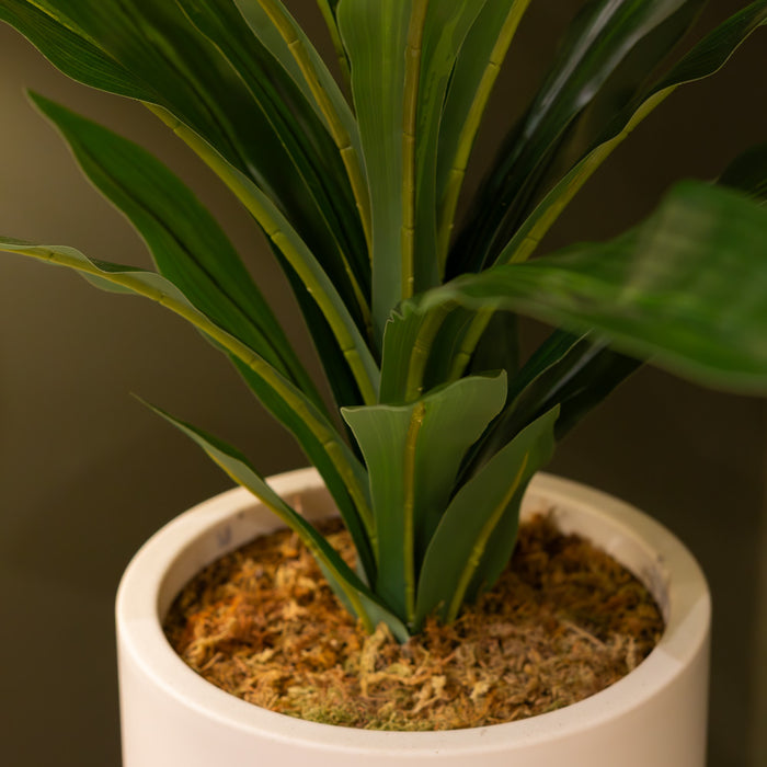 Dracaena with pot 65cm