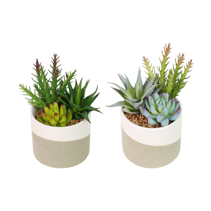 Potted succulent plant beige assorted 22cm