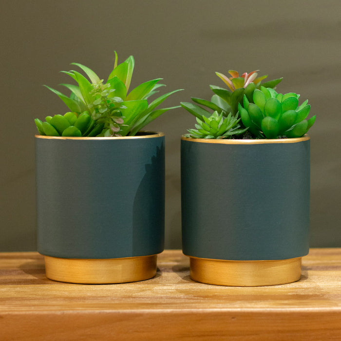 Potted succulent plant teal pot assorted 20cm
