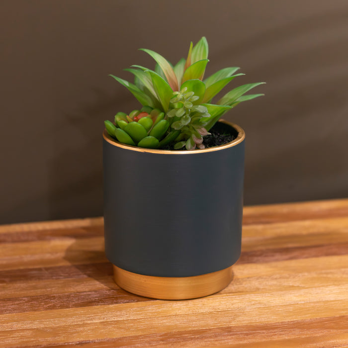 Potted succulent plant teal pot assorted 20cm