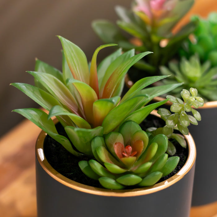 Potted succulent plant teal pot assorted 20cm
