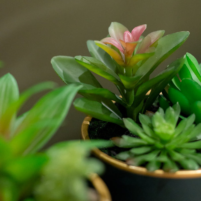 Potted succulent plant teal pot assorted 20cm