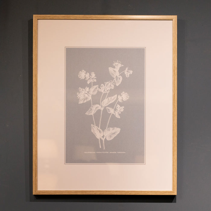 Framed print botanical 2 assorted 50 x 40cm