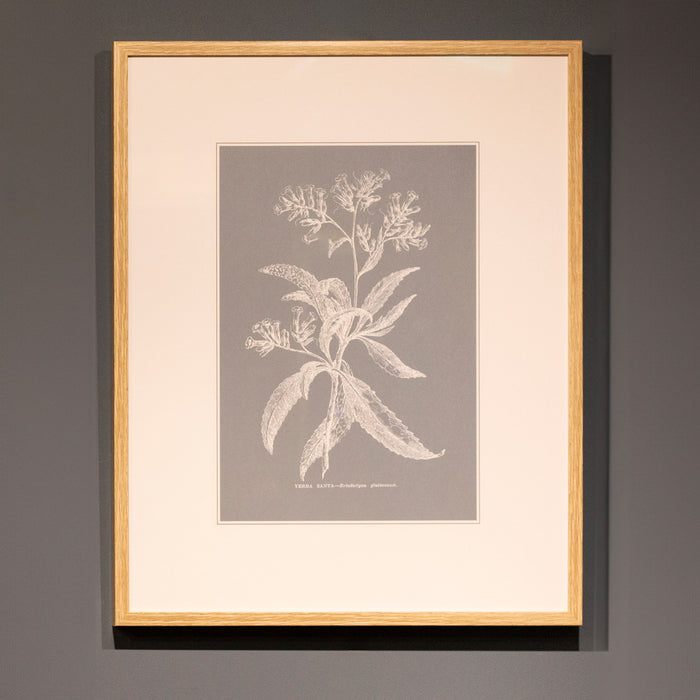 Framed print botanical 2 assorted 50 x 40cm